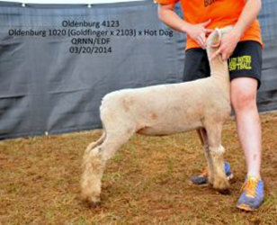 Oldenburg Farms